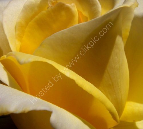 Arte digitale intitolato "Rose Yellow" da Chris Kitchener, Opera d'arte originale