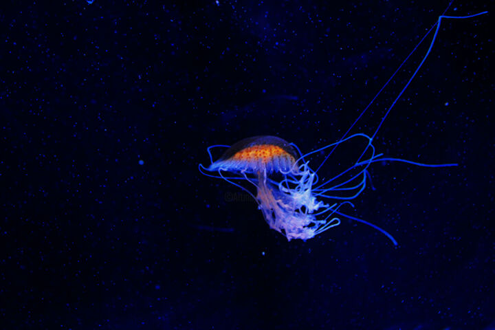 Fotografia intitolato "Jellyfish in space" da Angie Black, Opera d'arte originale, Fotografia digitale