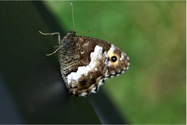 Photography titled "Papillon brun" by Angie Black, Original Artwork, Digital Photography