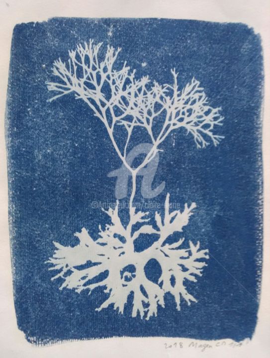 Printmaking titled "Cyanotype 3" by Claire-Marie Magen, Original Artwork, Monotype