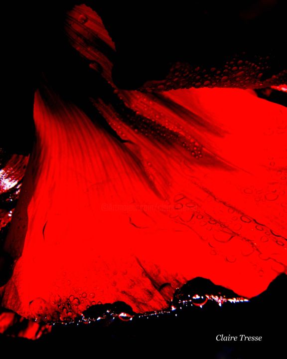 Fotografia intitulada "Flamenco" por Claire Tresse, Obras de arte originais