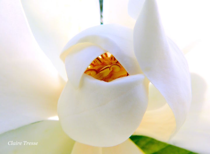 Photographie intitulée ""Sorbet citron"" par Claire Tresse, Œuvre d'art originale