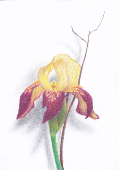 Disegno intitolato "Iris 2" da Clarisse Lamotte, Opera d'arte originale, Matita