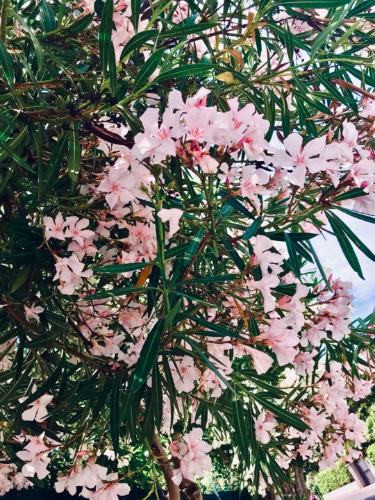 Фотография под названием "Summer flowers" - Clara Laven, Подлинное произведение искусства, Цифровая фотография