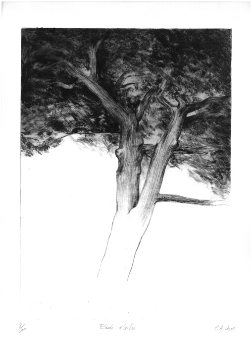 Druckgrafik mit dem Titel "etude d'arbre" von Claude Amaouche, Original-Kunstwerk, Gravur