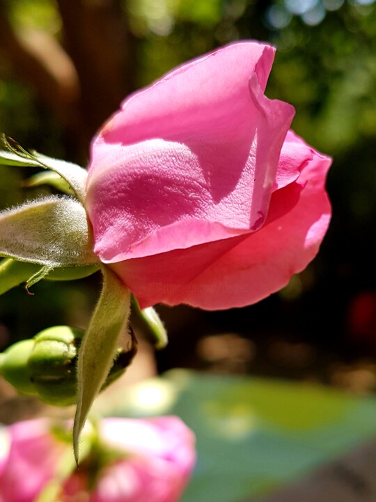 Photographie intitulée "La rose protégeant…" par Claude Degret, Œuvre d'art originale, Photographie numérique