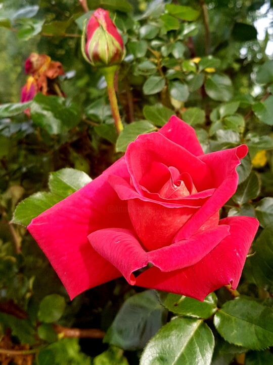 Fotografie getiteld "La rose du 1er mai" door Claude Degret, Origineel Kunstwerk, Digitale fotografie