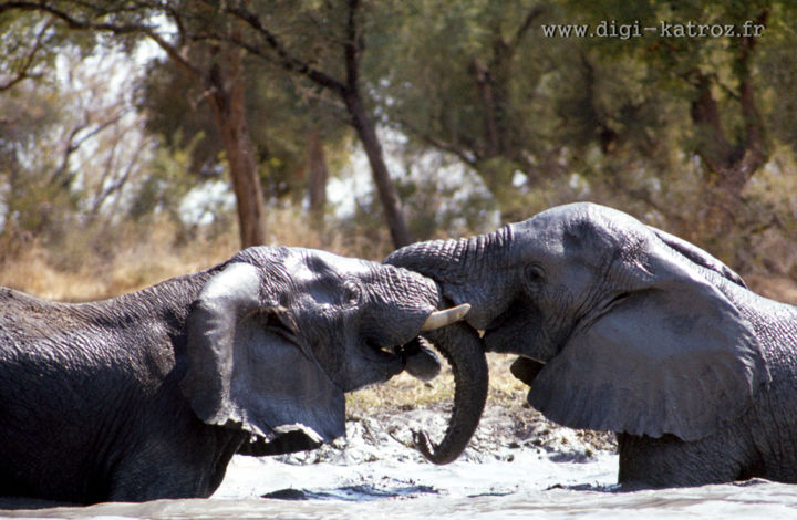 Photographie intitulée "éléphants au bain.j…" par Claude Guillemet, Œuvre d'art originale, Photographie non manipulée
