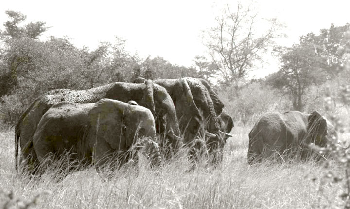 Фотография под названием "troupeau d'éléphant…" - Claude Guillemet, Подлинное произведение искусства, Не манипулируемая фото…