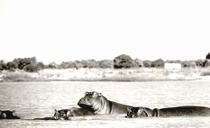 Fotografie getiteld "Hippopotames sur le…" door Claude Guillemet, Origineel Kunstwerk, Niet gemanipuleerde fotografie