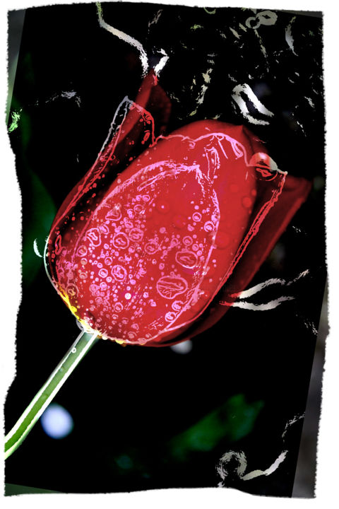 Photographie intitulée "Tulipe" par Claude Corbier, Œuvre d'art originale, Acrylique