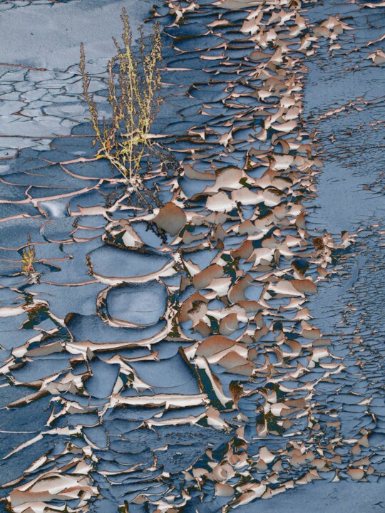 Photographie intitulée "Bord d'étang" par Claudine Ziga, Œuvre d'art originale, Photographie numérique