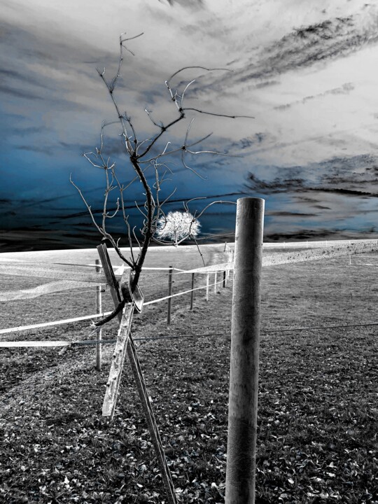 Photographie intitulée "Mon arbre encore et…" par Claudine Ziga, Œuvre d'art originale, Photographie manipulée