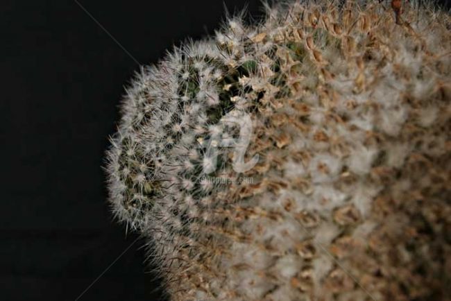 Фотография под названием "cactus" - Claudio Benvenuto Rossi, Подлинное произведение искусства