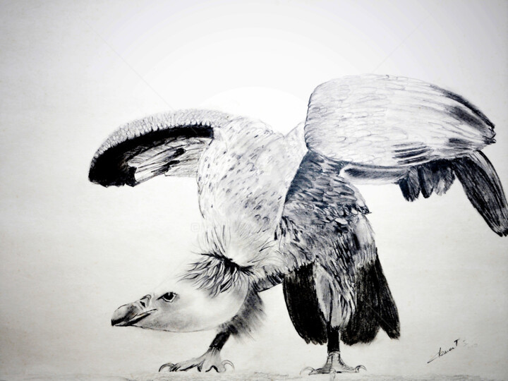 Drawing titled "The Hawk" by Clement Tsang, Original Artwork, Charcoal