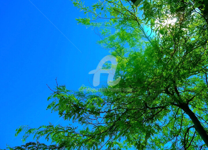 Fotografia zatytułowany „Blue Sky and Tree i…” autorstwa Clement Tsang, Oryginalna praca, Fotografia cyfrowa
