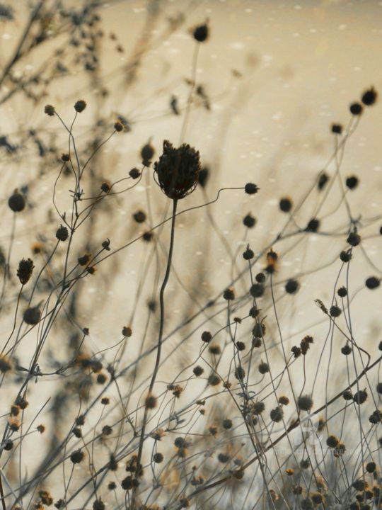 Photography titled "Fleurs" by Clémentine Palud, Original Artwork