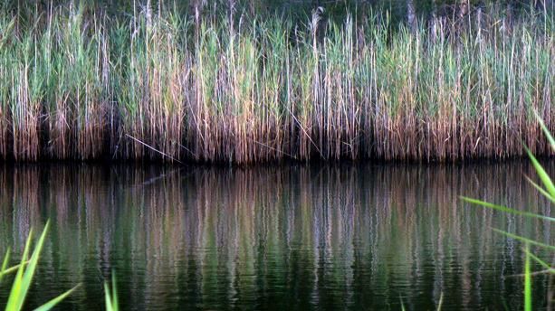 Fotografia intitolato "longgrass.JPG" da Clo, Opera d'arte originale