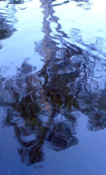 Fotografía titulada "treereflection.JPG" por Clo, Obra de arte original