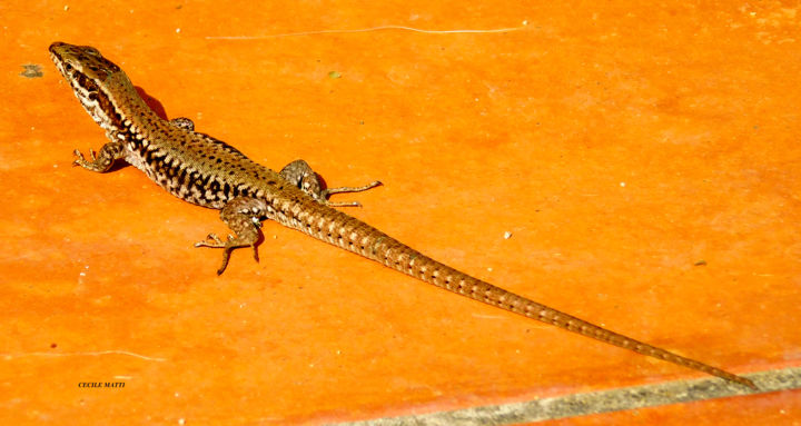 Le Lezard Photography By Cecile Matti Artmajeur