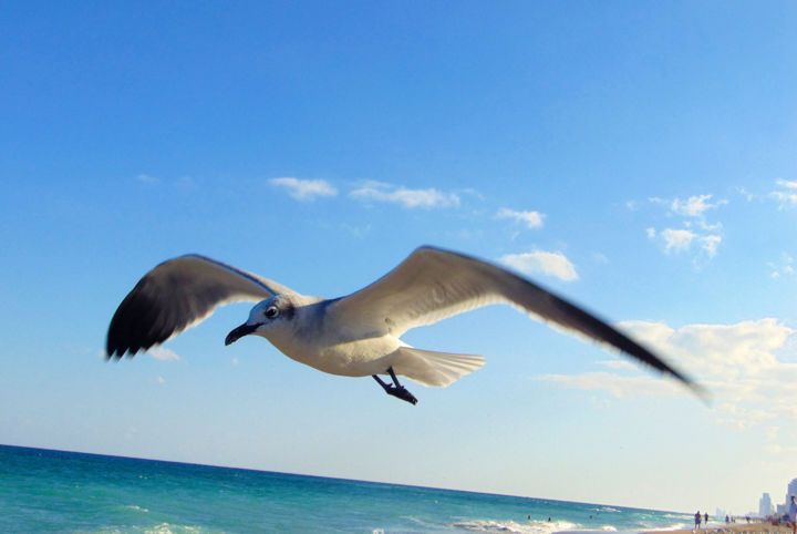 Loiseau De Miami Photography By Cecile Matti Artmajeur