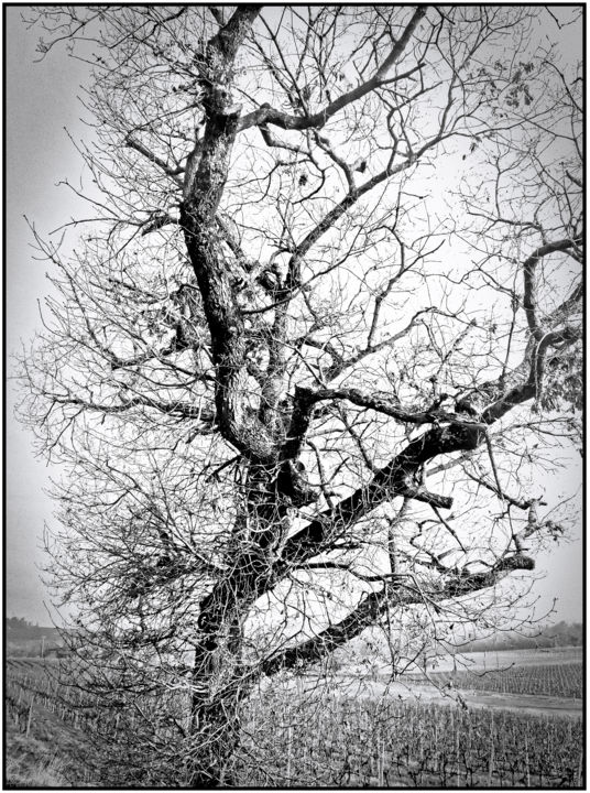 Photography titled "l'arbre-nu.jpg" by Chupalia, Original Artwork