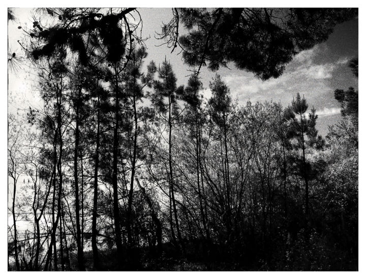 Photographie intitulée "Nature-en-tristesse" par Chupalia, Œuvre d'art originale