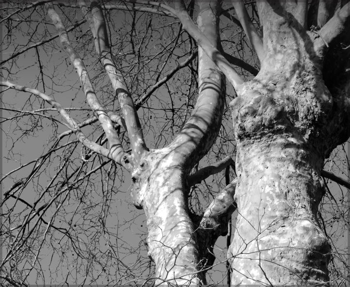 Photographie intitulée "Le temps de l'effer…" par Chupalia, Œuvre d'art originale, Photographie non manipulée