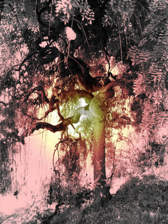 Fotografie getiteld "L'esprit_de_l'arbre" door Chupalia, Origineel Kunstwerk, Digitale fotografie