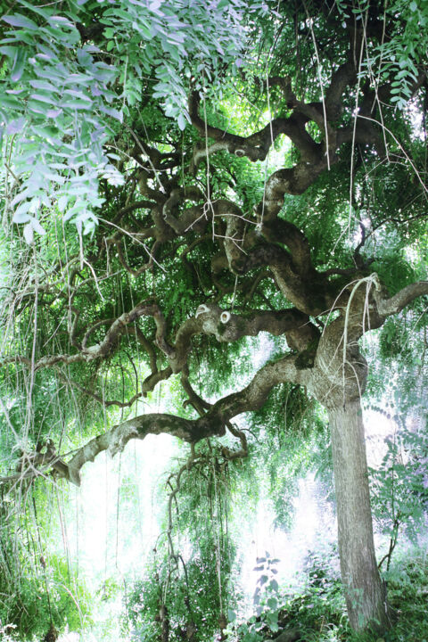 Photography titled "L'esprit-de-l'arbre…" by Chupalia, Original Artwork, Digital Photography Mounted on Wood Panel