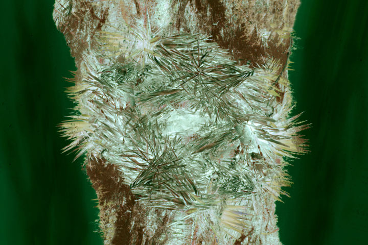 Фотография под названием "tronc-d-arbre-#1.jpg" - Chupalia, Подлинное произведение искусства