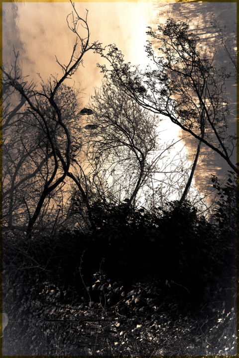 Photography titled "soleil-sous-bois-1.…" by Chupalia, Original Artwork