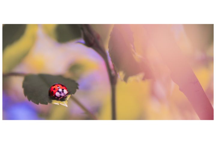 "ladybug" başlıklı Fotoğraf Corentin Thauvin tarafından, Orijinal sanat, Dijital Fotoğrafçılık
