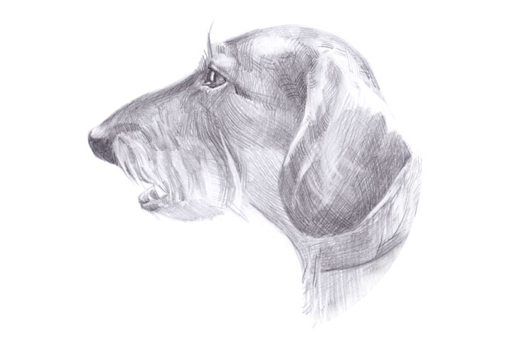 Drawing titled "The head of the dog…" by Cococinema, Original Artwork, Pencil