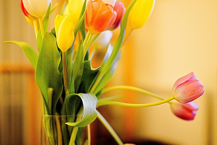 Photographie intitulée "« tulipes - 2»" par Cojan, Œuvre d'art originale, Photographie numérique