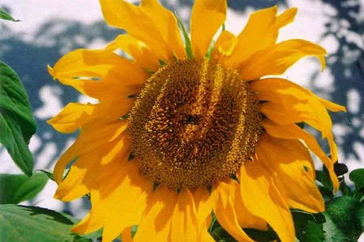 Photographie intitulée "Kitsilano Sunflower" par Cole Dudley, Œuvre d'art originale