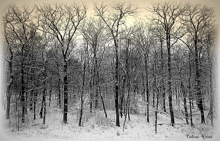Fotografia intitolato "foret-en-hiver.jpg" da Coline Kiéné, Opera d'arte originale