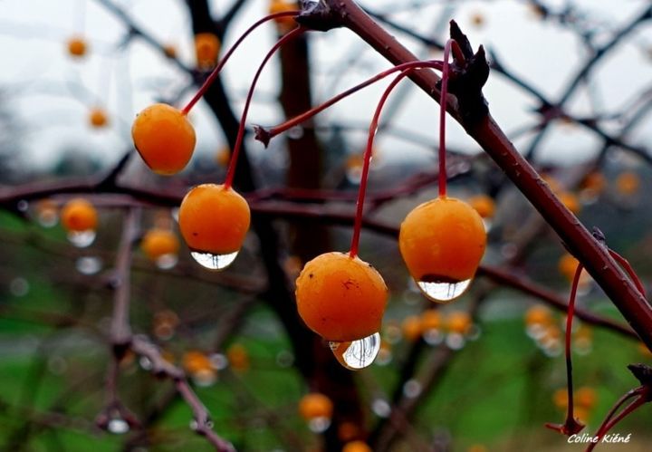 Photographie intitulée "Les-lutins.jpg" par Coline Kiéné, Œuvre d'art originale