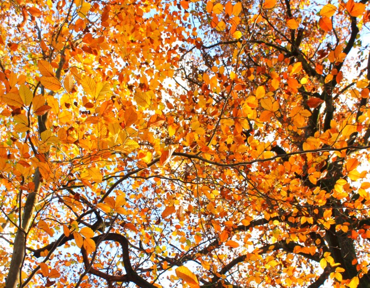 Fotografia zatytułowany „"Dernières couleurs…” autorstwa Ludovic Vincent, Oryginalna praca, Fotografia cyfrowa