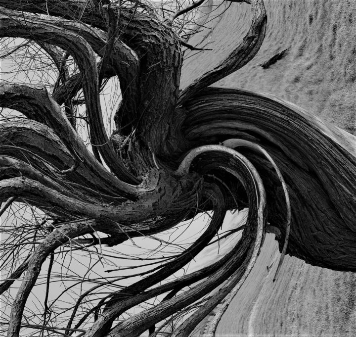 Fotografia intitulada "Cambium Tentacles" por Cometp, Obras de arte originais, Fotografia digital