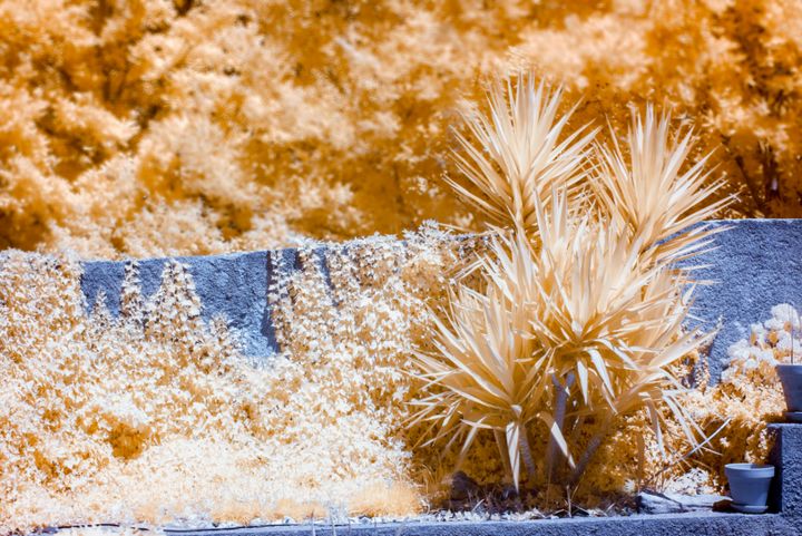 Fotografia intitulada "Yucca in infrared" por Complex12, Obras de arte originais, Outro