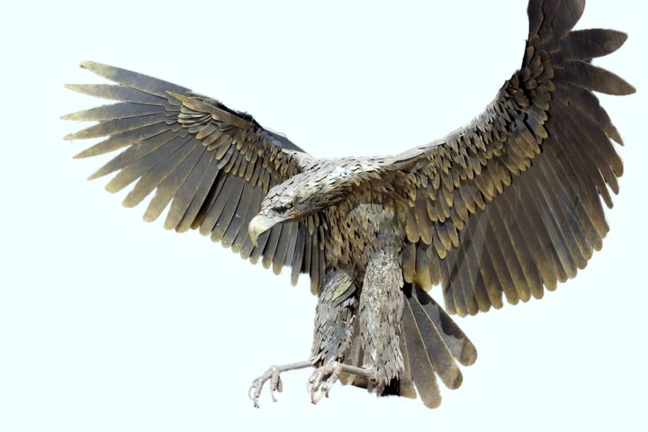 Sculpture titled "Golden eagle" by Constantin Hadîrcă, Original Artwork, Metals