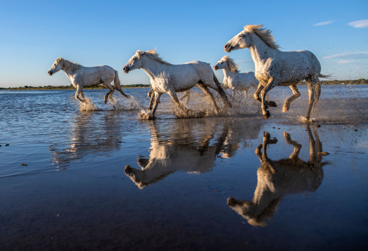 Fotografie mit dem Titel "Les belles au galop" von Eric Weytens, Original-Kunstwerk, Digitale Fotografie Auf Andere starre P…