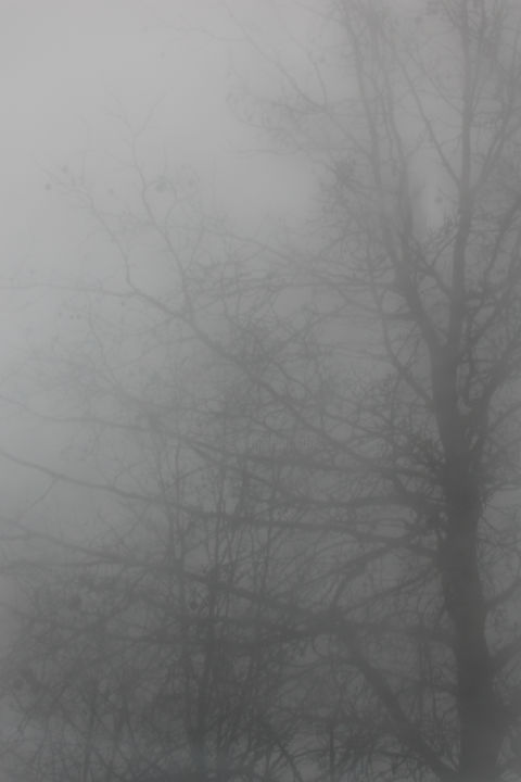 Photography titled "Tree behind fog" by Hugo Herment, Original Artwork, Digital Photography