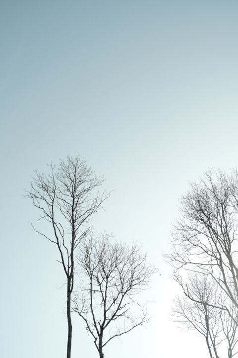 Photography titled "Summer tree" by Hugo Herment, Original Artwork, Digital Photography