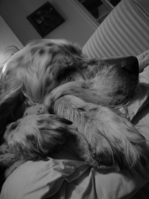 摄影 标题为“sleeping dog” 由Hugh Lynn, 原创艺术品