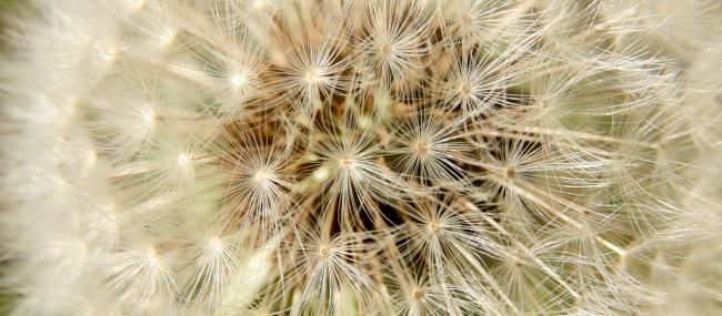 Photography titled "CHEVEUX D'ANGE" by Cory Vic, Original Artwork