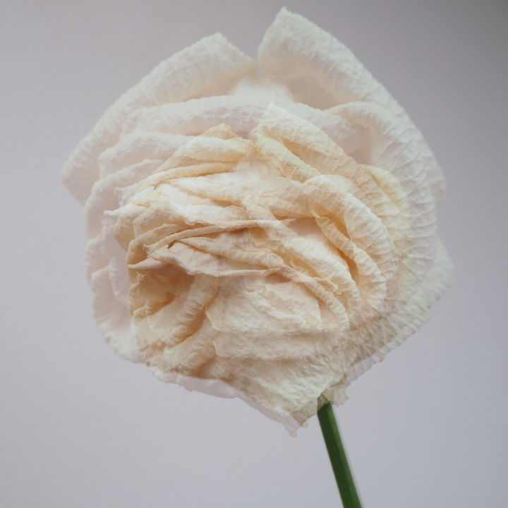 Photographie intitulée "Time and white rose" par Cosmina Lefanto, Œuvre d'art originale, Photographie numérique