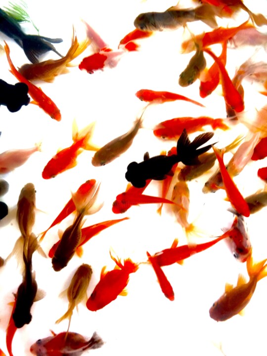 Photography titled "Gold fish" by Cotan, Original Artwork, Digital Photography