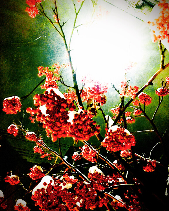 Photography titled "Rowan under snow" by Cotan, Original Artwork, Digital Photography